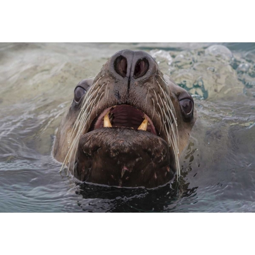 Alaska Stellar sea lion face in water